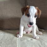 Mingo Giorgio - @mingogiorgiorussell - Instagram