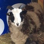 Jerry Russell - @russell_mountain_farm - Instagram