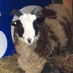 Jerry Russell - @russell_mountain_farm - Instagram