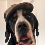 Russell  |  Greater Swiss Mountain Dog - @russelltheswissy - Instagram