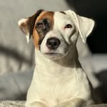 Jack Russell Dog Named Muse - @musejackrussell - Instagram