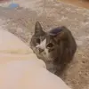 RussellO'Donnell - @appleuser4989691 - TikTok