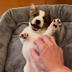 @panghu__jack_russell - Instagram