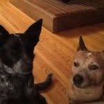 Iggy And Pepper Russell - @pepper_iggyrussell - Instagram