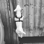 parson russell terrier Pepper - @pepper.the.terrier - Instagram