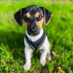 Pepper 🖤 - @pepper.the.jack.russell - Instagram