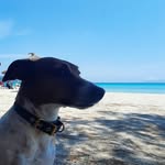 ⓅⒺⓅⓅⒺⓇ & Co - @jackrussellpepper - Instagram