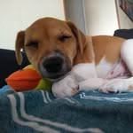 Pepper Jack Russell - @pepperlajackrussell - Instagram