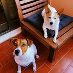 Pepper • Mary - @pepperandmaryrussell - Instagram