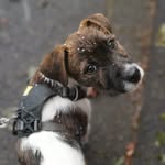 Pepper - @pepper_the_russell - Instagram