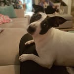 Pepper - @pepper_thejackrussell - Instagram