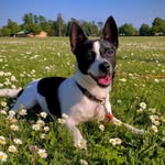 Pepper - @pepperthejackrussell - Instagram