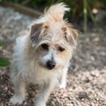 Pepper The Jack Russell - @pepper_jack_russell - Instagram