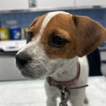 @pepper_the_jack_russell - Instagram