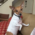 Posey - @posey_thejackrussell - Instagram