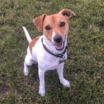 🐾 QUICK 🐾 - @quickthejackrussell - Instagram