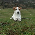 QUICK_JACK RUSSELL - @quick_jackrussell - Instagram