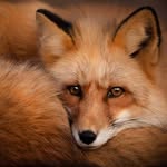 Russell Quick - @sweetfoothillsfox - Instagram