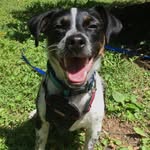 Rigby the Russell - @rigbytherussell - Instagram