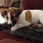 Rigby Wilson - @rigby_the_russell - Instagram