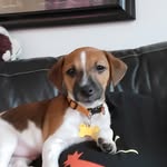 @rigbytherussellterrier - Instagram