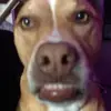 russell - @russell_savage2020 - TikTok