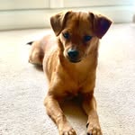 Miley 🐾 - @smileymiley_thejackrussell - Instagram