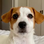 🔳COVA JACK RUSSELL SPAIN ▪️🏅🇪🇸 - @cova_jack_russell_spain_ - Instagram