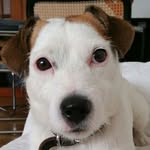 harry_thedog - @jack_russell_spain - Instagram