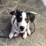 Jack Russell Spain - @jackrussellespana - Instagram