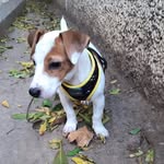 @jack_russell_terrier_spain - Instagram