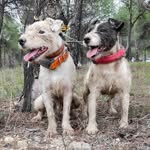 Working Russell Terrier Spain - @workingrussellterrier - Instagram