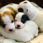 Jack Sparrow - @jack_sparrow_jack_russell - Instagram