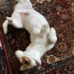 SPARROW - @sparrow_jackrussell - Instagram