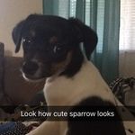 Sparrow - @sparrow_the_russell - Instagram