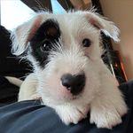 Sparrow - @jack.russell.sparrow - Instagram