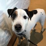 Sparrow Gooische Hond - @sparrowparsonrussell - Instagram