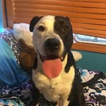Russell Stowell - @russellhoneybear - Instagram