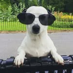 Teddy The Dog - @teddystringerthejackrussell - Instagram