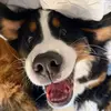 Russell the Berner - @russell.the.berner - TikTok