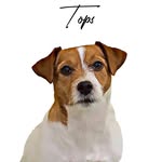 Tops the Jack Russell Terrier - @tops_the_jack_russell_terrier - Instagram