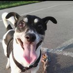 Tyson - @jack_russell_tyson - Instagram