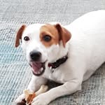 Vedder the Jack Russell - @vedder_is - Instagram