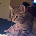 russell wagner - @russell.the.cat - Instagram