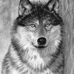 Russell - @russell.alpha.wolf - Instagram