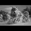 Russell Wolf - @russellwolf15 - TikTok