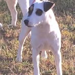 Artemis Working Jack Russell’s  - Facebook