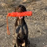 @russell_the_workingdog - Instagram
