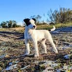 Working Russell Terrier Spain - Facebook