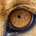 Rustin Howard - @wresputin - Instagram